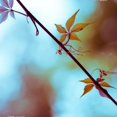 1920 x 1080 HD Wallpapers 2393